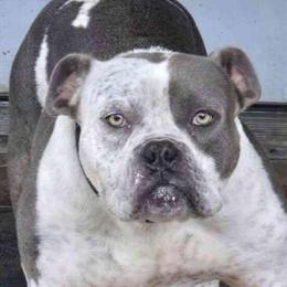 2-Year-Old Male Dog Free to Good Home in Houston, tx