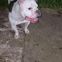 American Bully Free to Good Home in Houston, tx