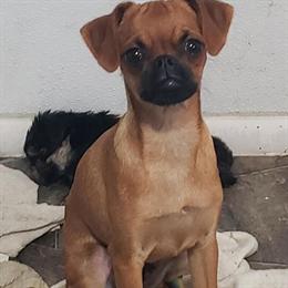 Brussels Griffons Available in Ocala, fl