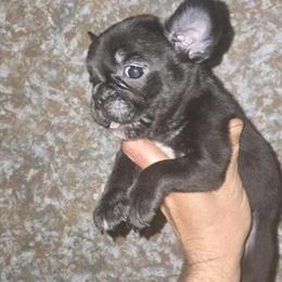 French Bulldogs - Black and Tan and Blue and Tan Girls Available in Youngstown, oh