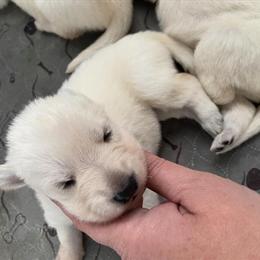 White German Shepherd Puppies Available for Reservation in Alachua, fl