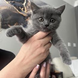 Scottish Fold Kittens Looking for Loving Homes in Fair Oaks, ca