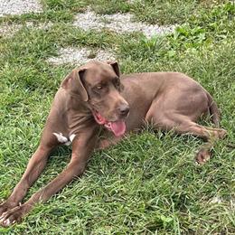 Great Dane - 4 Year Old Chocolate Male in Liberty, ky