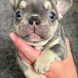Lilac French Bulldog Female Puppy Ready After March 23rd in Haines City, fl