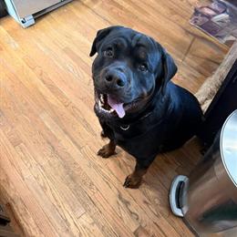 Male German Shepherd Stud Available for Mating in Manahawkin, nj