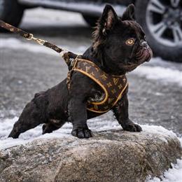 Fluffy Male French Bulldog Stud for Breeding in Maplewood, nj