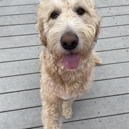 Male Labradoodle Stud Available for Mating in Manahawkin, nj