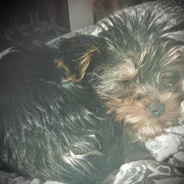 Yorkshire Terrier Puppies Available in NW Indiana - Hurry! in DeMotte, in
