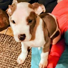 Male Pit Bull Needs a Good Home in Tampa, fl