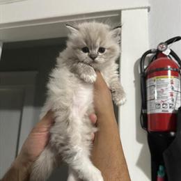 Persian Kittens Available for Loving Homes in Hartford, ct