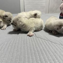 Persian Cats Available for Adoption in Hartford, ct