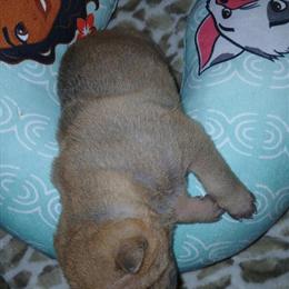 Shar Pei Puppies Available for Forever Homes in Roanoke, va