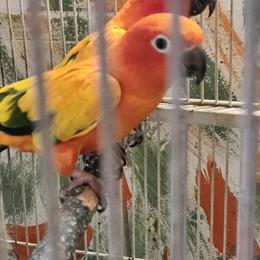 Sun Conure for Sale - Beautiful 6 Month Old in Chicago, il