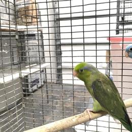 Male Dark Green Parrotlet, 9 Weeks Old, Just Weaned for $325 in New Port Richey, fl