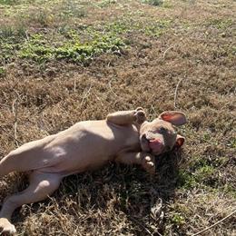 Bully puppies available - 9 weeks old in Carthage, tn