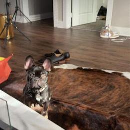 Tri Color Male French Bulldog Available in Atlanta, ga