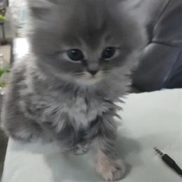 Blue Persian Kitten Available in Cleveland, oh