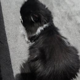 Tuxedo Persian Male Cat Available in Cleveland, oh