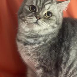 British Shorthair Cats Available in Rockford, il