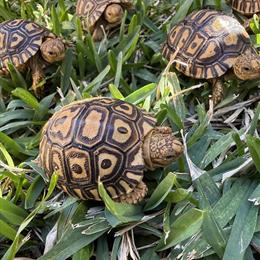 Leopard Tortoises Looking for New Homes in Cypress, tx