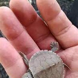 Healthy Baby Map Turtles for Sale in Cypress, tx
