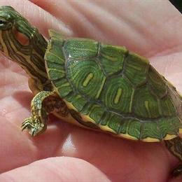Healthy Baby Red-Eared Sliders for Sale in Cypress, tx
