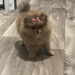 Female Pomeranian Puppy, 10 Weeks Old in Fayetteville, nc