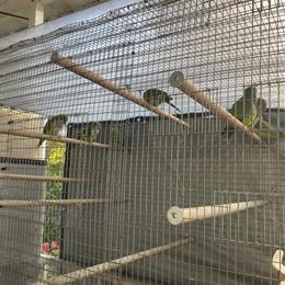 Quacker Birds for Sale in Miami, fl