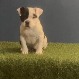 3 Month Old Female American Bully in Richmond, va