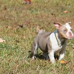 Micro Bully Female Puppy - 5 Months Old in Richmond, va
