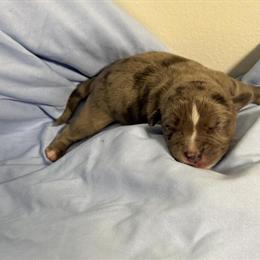 American Bully Merle Puppies Available in Alexandria, va