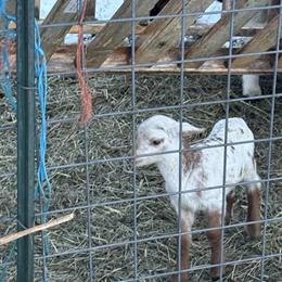 Katahdin Dorper Cross Ram for Breeding in Fairhaven, ma