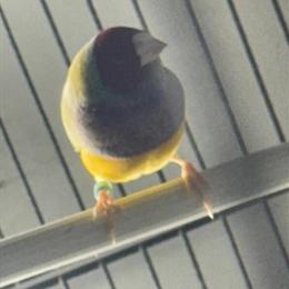 Gouldian Finches - Three Healthy Males Available in Fairhaven, ma