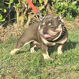 Male Lilac Merle French Bulldog Puppy Looking for a Loving Home in Homestead, fl