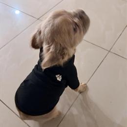 French Bulldog Puppy for Sale in Pompano Beach, fl