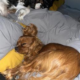 Cavalier King Charles Spaniel Stud Service with Benny in Taylor, mi