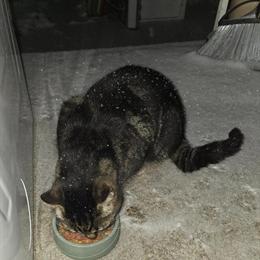 Male Cat in Need of a Loving Home in Warren, mi