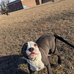 American Bully Female Puppy Sage for $750 in Baltimore, md