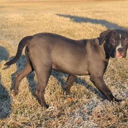 Female American Bully Puppy for $750 in Baltimore, md