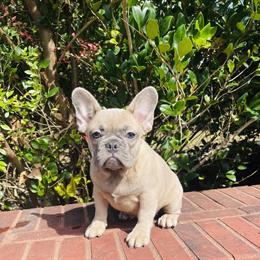French Bulldog Puppies Available in Various Colors in McDonough, ga