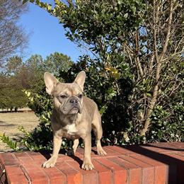 Adult Female French Bulldog Ready for New Home in McDonough, ga