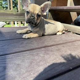 French Bulldog Puppies Available at Reduced Prices in McDonough, ga