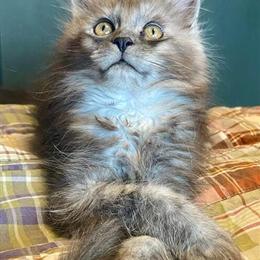 Kittens Available: Two Black Smoke Females Ready for Adoption in Chicago, il