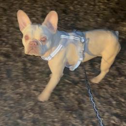 Female French Bulldog - Sweet and Energetic in Florence, sc