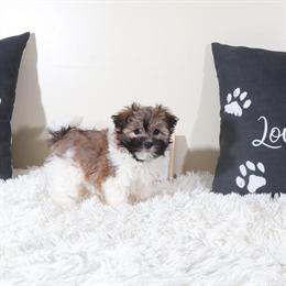 Female Havanese Puppy Ready for a Loving Home in Mount Vernon, oh