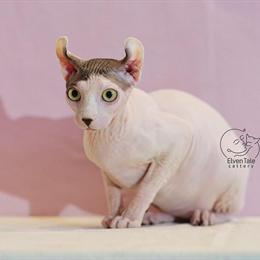 Sphynx Kitten Ready for Adoption in Houston, tx
