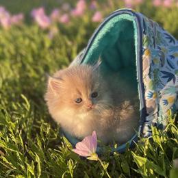 British Shorthair and Longhair Kittens Available Now in Houston, tx