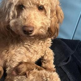 Mini Golden Doodles Looking for Forever Homes in Tampa, fl