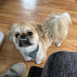 Full-Blooded Pekingese for Adoption in Chillicothe, oh