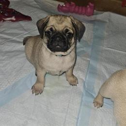 Pug Puppies Available in Louisville, ky